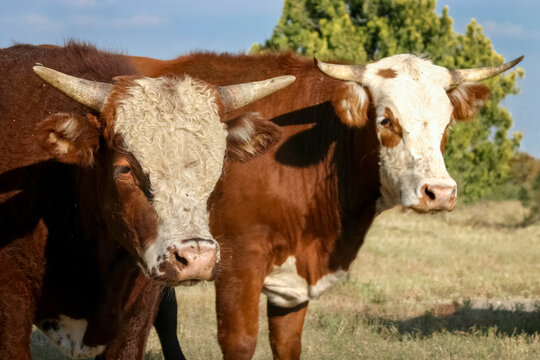 Hobbs, New Mexico, USA. Cattle drive, 2 brown steers