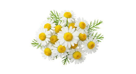Fototapeta premium Bunch of chamomile flowers PNG isolated on transparent background, delicate floral arrangement for spring and summer designs