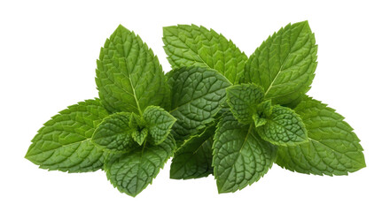 Fresh green mint leaves isolated PNG, aromatic herb for culinary use and natural medicine on transparent background © Roxana