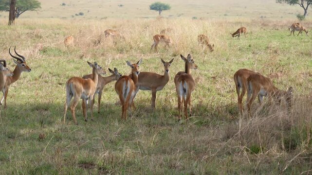 Large herd of kob antelopes both male and female grazing and resting in shade of acacia tree in vast grasslands plain of africa national park. More wild animals scattered in the background savannah