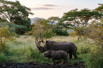 Naklejka premium Explore the beauty of Kruger National Park featuring a majestic rhino and her calf