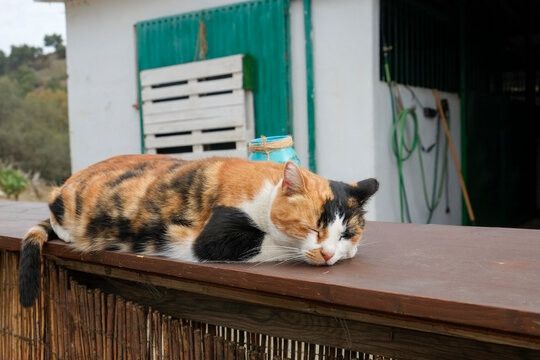 Mijas, Spain, Europe. Feral farm cat