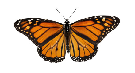 Monarch butterfly PNG isolated on transparent background, orange and black wings with white spots, beautiful insect for design © Roxana