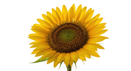 Obraz premium Bright yellow sunflower isolated PNG, vibrant summer flower on transparent background for graphic design and botanical projects