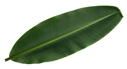 Vibrant green banana leaf isolated PNG, tropical foliage for exotic designs and natural element compositions on transparent background © Roxana