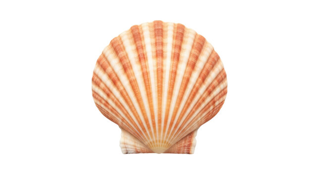 Orange and white scallop shell isolated PNG, marine life seashell with ridges on transparent background, ocean souvenir for summer and coastal designs