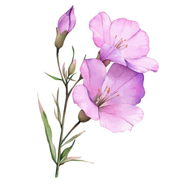 Clarkia Flower, watercolor vector clipart, isolated on a white background.