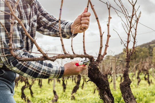 Close-up of the hands of the winemaker pruning the vineyard with professional steel scissors. Traditional agriculture. Winter pruning, Guyot method.