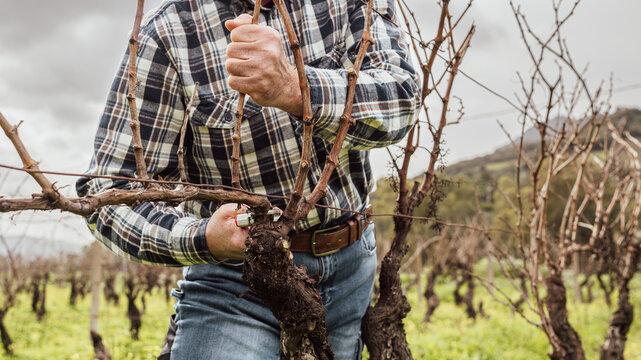Close-up of the hands of the winemaker pruning the vineyard with professional steel scissors. Traditional agriculture. Winter pruning, Guyot method.