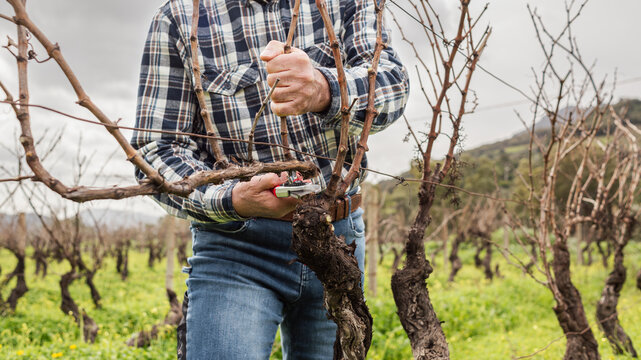 Close-up of the hands of the winemaker pruning the vineyard with professional steel scissors. Traditional agriculture. Winter pruning, Guyot method.