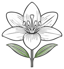 Obraz premium Elegant floral illustration of a stylized lily with leaves, isolated vector design