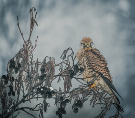 kestrel on tree