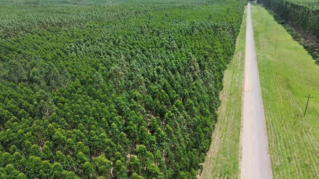 Eucalyptus Plantation on a Sunny Day, camera panning up over the trees to the horizon, Cellulose Paper Agriculture 4K Aerial Video.