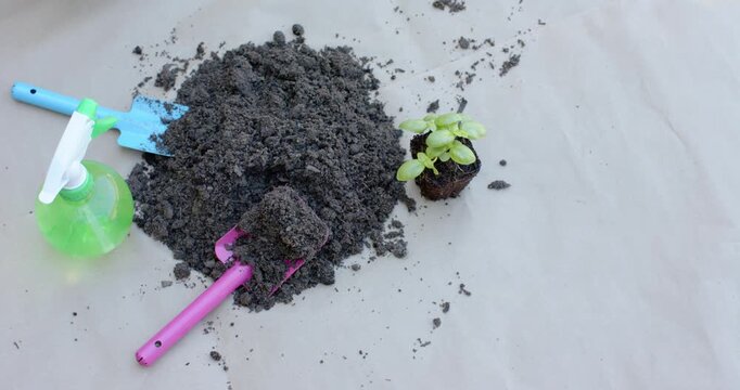 Potting soil mound is settling and spreading near seedling after tools placed during repotting prep