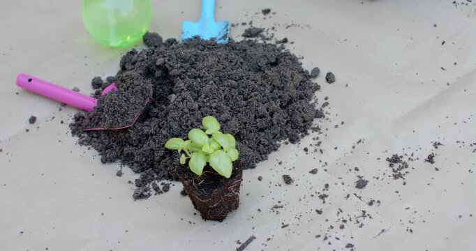 Gravity is settling soil clumps while seedling plug is waiting for transplanting on kraft paper
