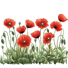 Obraz premium Vibrant red poppy flowers blooming in field clipart illustration isolated on transparent background