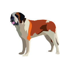 Saint Bernard dog breed isolated on white background vector illustration.eps
