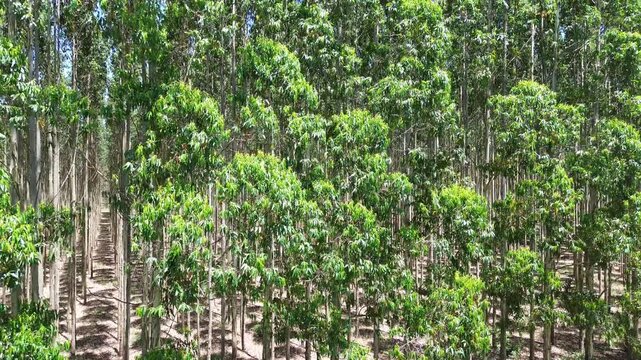 Eucalyptus Plantation on a Sunny Day, camera rising up from ground level, Cellulose Paper Agriculture 4K Aerial Video.