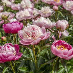 Fototapeta premium Peony Garden