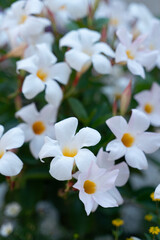 Fototapeta premium White Mandevilla Flowers With Yellow Centers Surrounded By Green Foliage In Tropical Garden. Soft focus.