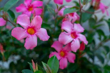Obraz premium Pink Mandevilla Flowers With Yellow Centers Surrounded By Glossy Green Foliage In Tropical Garden. Soft focus.