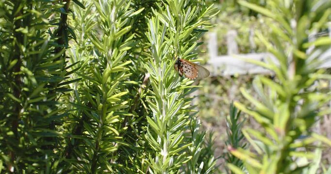 Breeze nudging orange-black butterfly shifting on stem in garden and opening wings for basking