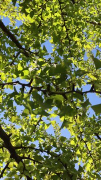 The rustle of green leaves against the blue sky