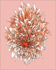 An abstract floral explosion composed of layered, petal-like forms radiating from a fiery red core. Soft peach and coral tones blend with crisp white highlights and fine black linework, creating a sen © TAREEN