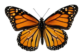 Obraz premium Close-up wildlife photography admiring butterflies in nature parks isolated on transparent background