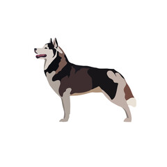 Husky breed vector isolated on white background.eps