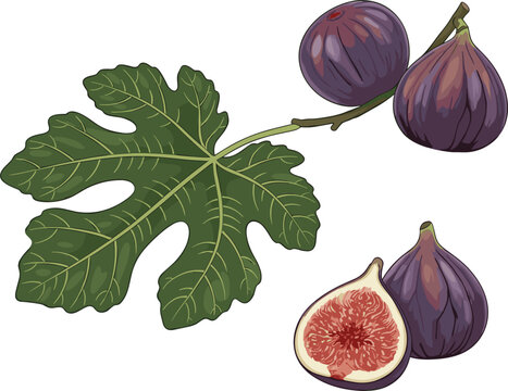 Fresh Purple Fig Fruit Vector Illustration Set with Whole Figs Half Cut Fig Showing Pulp and Large Green Fig Leaf on Branch