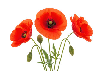 Vibrant red poppies with green stems and buds isolated on transparent background
