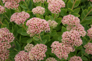 Fototapeta premium Flowers bloom in garden with bee collecting nectar during sunny day in springtime