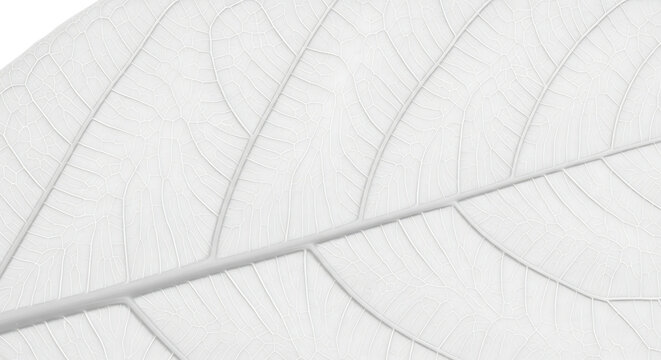 Minimalist White Leaf Skeleton Texture Background with Intricate Vein Patterns and Details