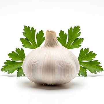 A close-up of a garlic bulb surrounded by fresh parsley leaves on a white surface