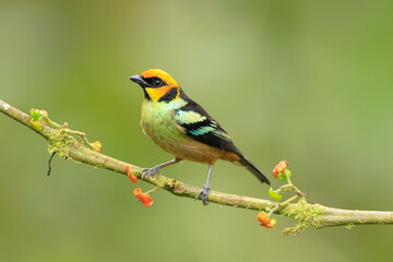 Fototapeta premium Flame faced tanager, Tangara parzudakii, Ecuador