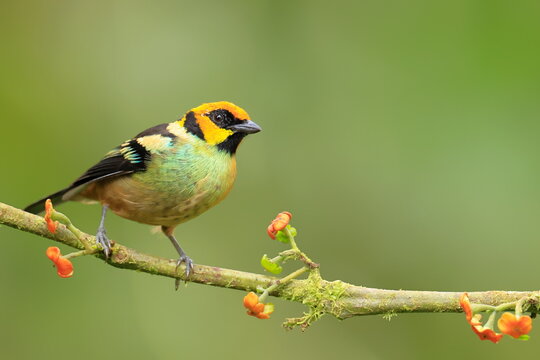 Flame faced tanager, Tangara parzudakii, Ecuador