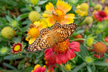 Variegated fritillary butterfly feeding on a flower