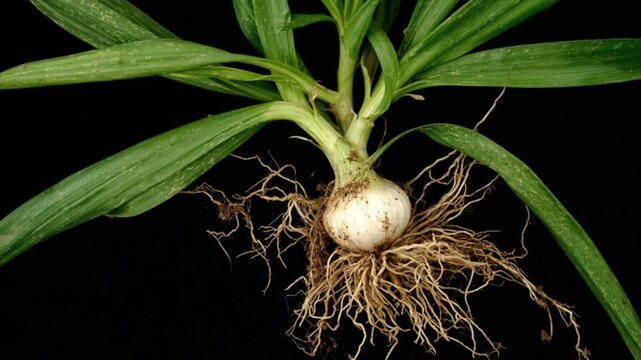 A close-up study showcasing the root system, bulb, and leaves of a plant against a black backdrop