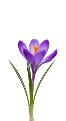 Fototapeta premium A delicate purple crocus flower blooms brightly, symbolizing the fresh beginning of spring, set against a stark white background ,bright ,flora ,solitary