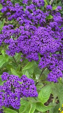 Blooming Purple Heliotrope Marine Flowers Grow in Nature Background During Sunny Day in Spring Season With Clear Blue Sky Above