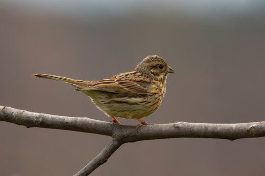 A female Cirl bunting resting on a branch in forest. Copy space. Photo taken in natural environment. Emberiza cirlus.