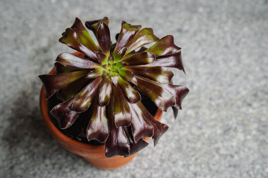Cutting of Aeonium Arboreum Zwartkop in black with two new young plants growing