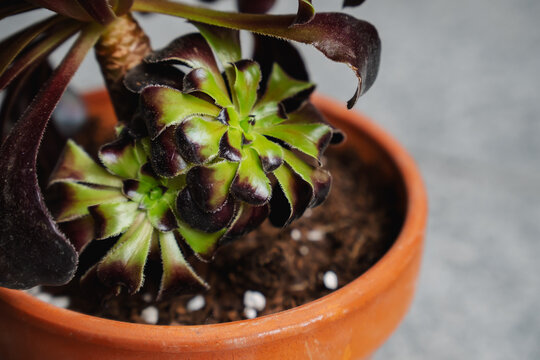 Cutting of Aeonium Arboreum Zwartkop in black with two new young plants growing