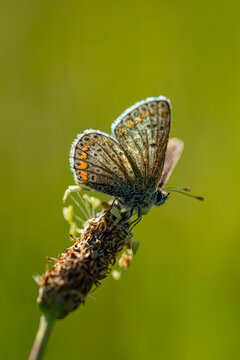 Modraszek ikar - Polyommatus icarus, Babka lancetowata - Plantago lanceolata