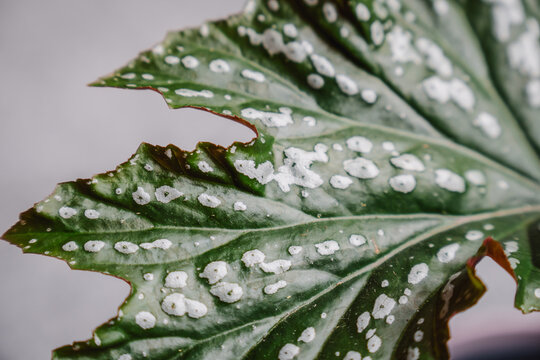 Close-up of a green and silver leaf of the Begonia Spotlight Green