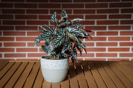 Beautiful, bushy Begonia Spotlight Dark growing in a pot