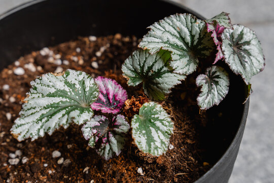 Young Begonia Rex Lambada plant growing in a pot with coconut fiber