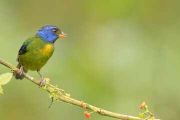 Obraz premium Moss backed Tanager, Bangsia edwardsi, Ecuador