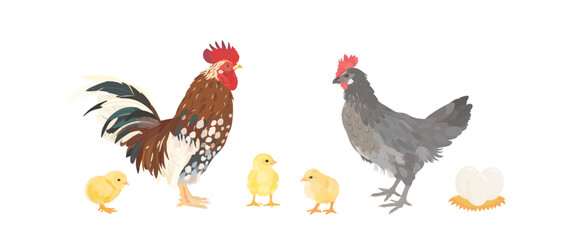Cute cartoon farm Birds collection. Vector hand drawn illustrations of Chicken family. Hen, rooster and little chick isolated on white background. Set of poultry clip art.  © iv.rymm